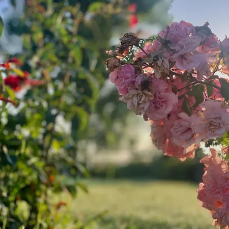 Cento Giorni Costa Paestum Bed & Breakfast *